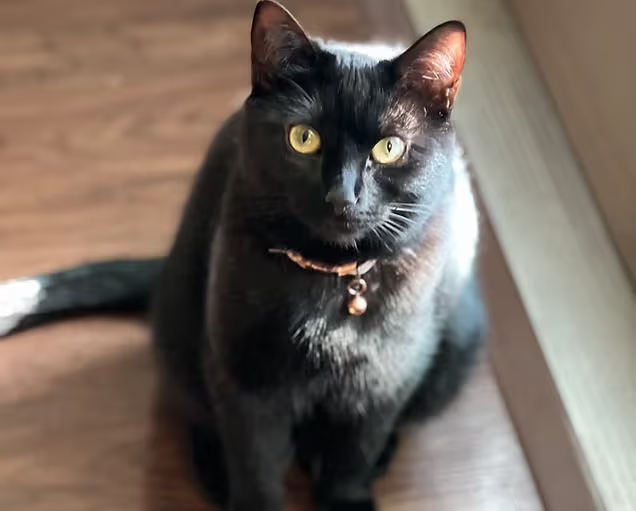 Black cat