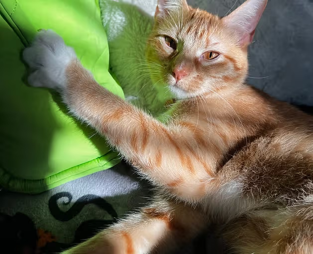 Orange cat
